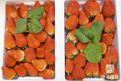 草莓国产在线 第3张 草莓国产在线 第3张