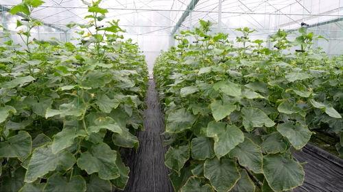 亚洲 国产 熟,国产熟食的崛起与传承 第3张 亚洲 国产 熟,国产熟食的崛起与传承 第3张