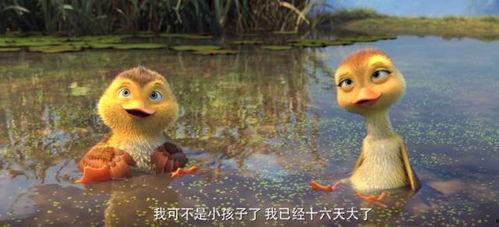 鸭子国产视频,鸭子的趣味生活大揭秘  第2张