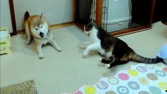 娱乐吃瓜酱妈妈的宠物